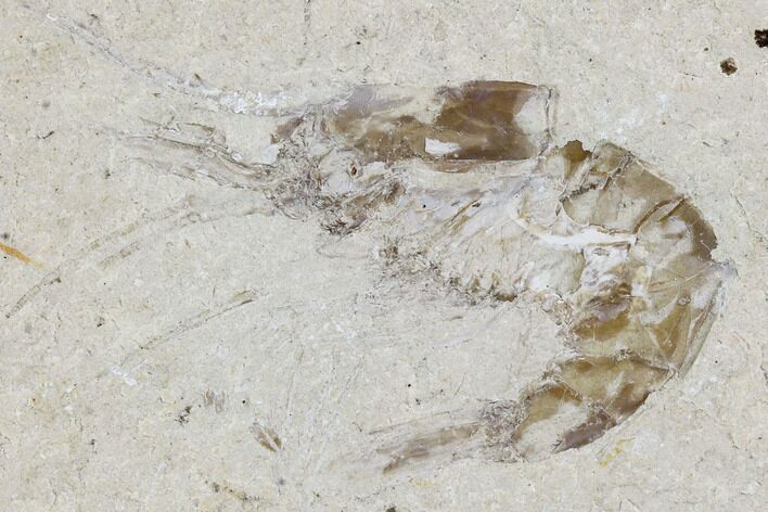Cretaceous Fossil Shrimp - Lebanon #107456